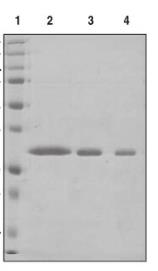 SDS-PAGE (WDR5-007H).jpg